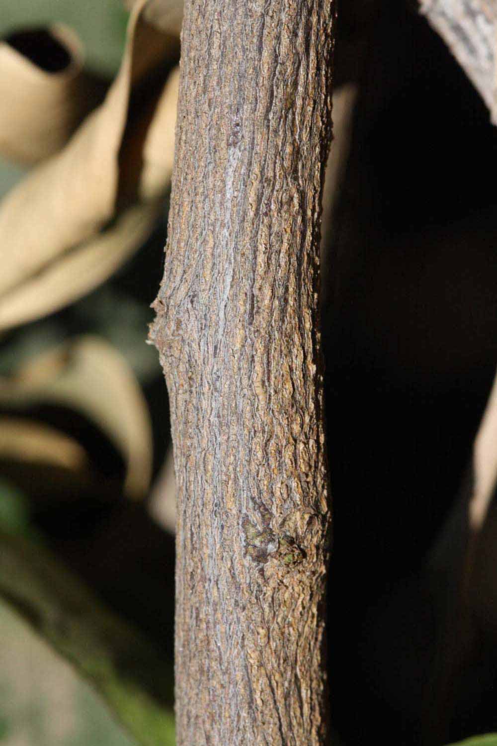              Second - third year twig (Riverside, CA)       